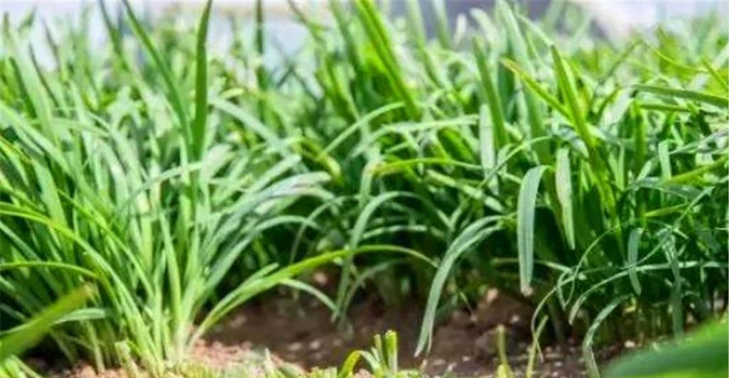 韭菜什么时候种植最好？韭菜种植最佳时间是什么时候？