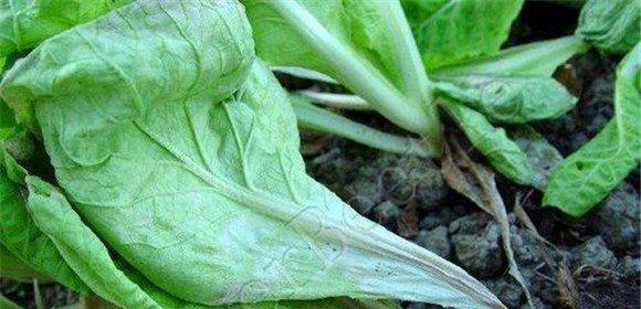 蔬菜软腐病用什么药？蔬菜软腐病防治方法有哪些？