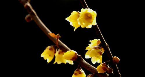 腊梅花什么时候开花？腊梅花开花时间是在几月份？