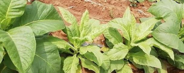 烟草黄叶病用什么药效果好？烟草黄叶病防治方法有哪些？