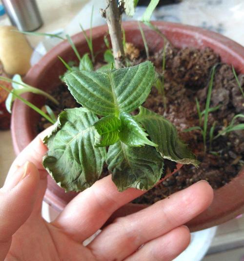 绣球花叶子干枯怎么办？绣球花叶子干枯处理方法有哪些？