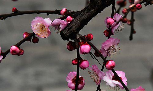 梅花的样子和特点是什么？梅花有哪些特征？