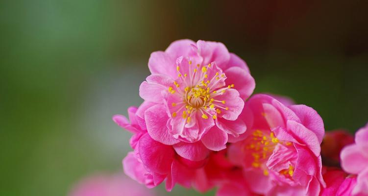梅花的样子和特点是什么？梅花有哪些特征？