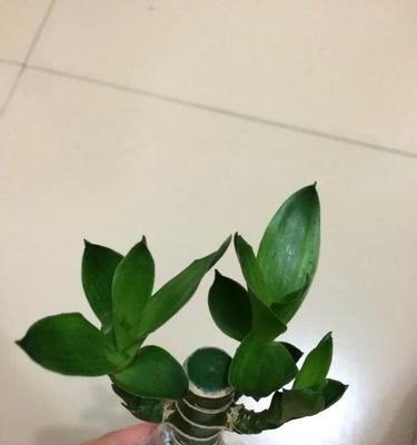木槿怎么修剪？木槿修剪方法有哪些？