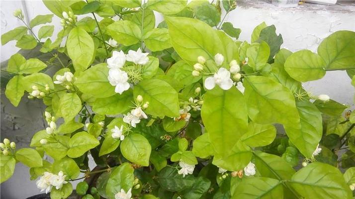 喜欢碱性水的花卉有哪些？哪些花卉喜欢碱性水？