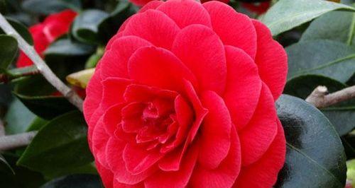 中国十大名花有哪些象征意义？这些名花的花语是什么？