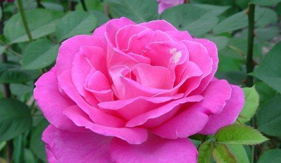 中国十大名花有哪些象征意义？这些名花的花语是什么？