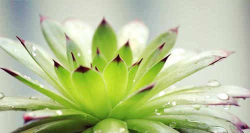 观音莲的花语是什么？观音莲有哪些寓意？