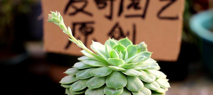 观音莲的花语是什么？观音莲有哪些寓意？