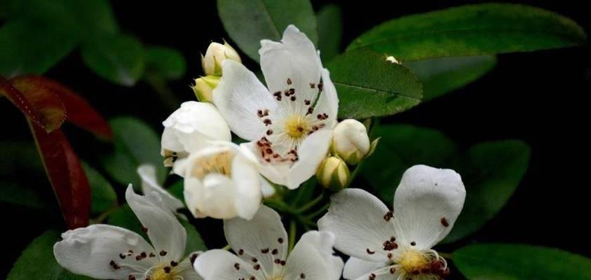 七里香的花语是什么？七里香有哪些寓意？