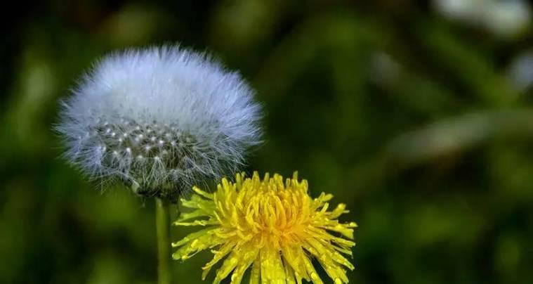 蒲公英的花语是什么？蒲公英有哪些寓意？
