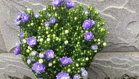 风铃花的花语是什么？风铃花有哪些寓意？