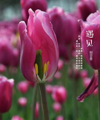 紫色郁金香的花语是什么？紫色郁金香有哪些寓意？