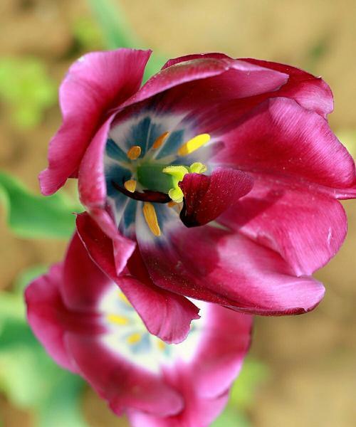 紫色郁金香的花语是什么？紫色郁金香有哪些寓意？