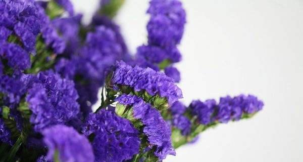 水晶草不同颜色的花语是什么？水晶草各种颜色代表什么？