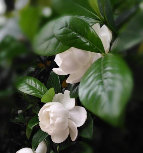 栀子花象征着什么？栀子花有哪些寓意？