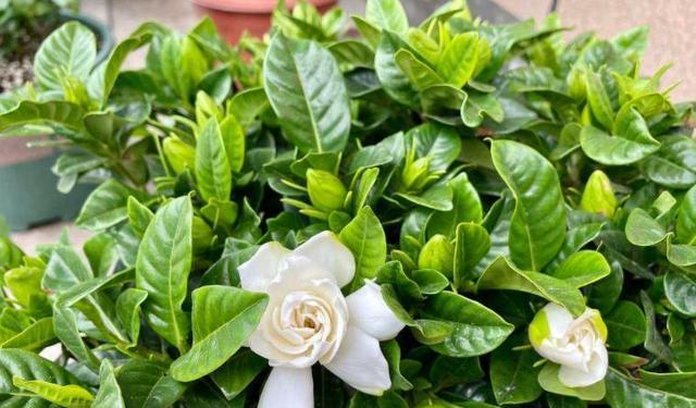 栀子花象征着什么？栀子花有哪些寓意？
