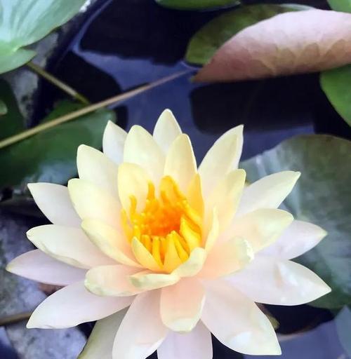 不同颜色睡莲的花语是什么？睡莲各种颜色代表什么？