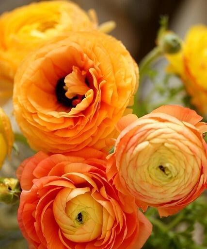 代表傲慢高傲的花是什么？傲慢高傲的花语是什么？