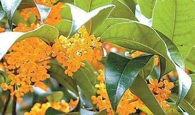 桂花树的寓意是什么？桂花树有哪些风水象征意义？