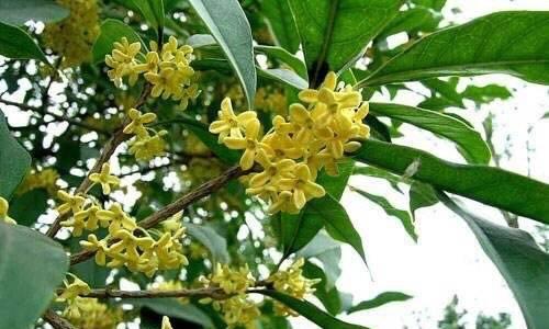 桂花树的寓意是什么？桂花树有哪些风水象征意义？