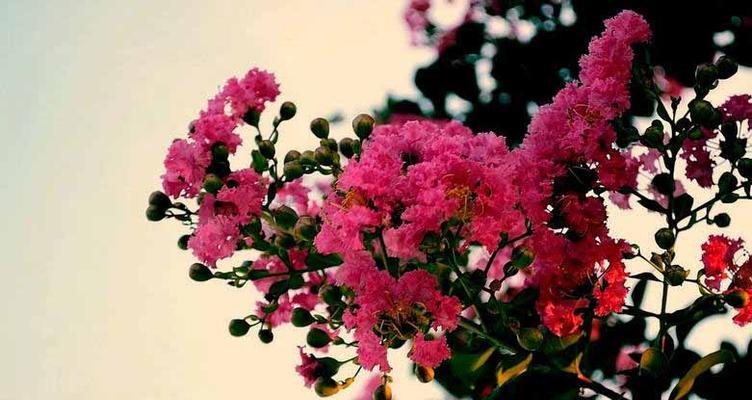 红色紫薇花的花语是什么？红色紫薇花有哪些寓意？