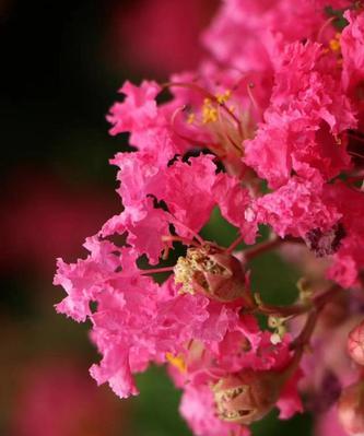 红色紫薇花的花语是什么？红色紫薇花有哪些寓意？