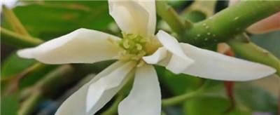 白兰花的花语是什么？白兰花有哪些传说？