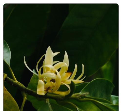 白兰花的花语是什么？白兰花有哪些传说？