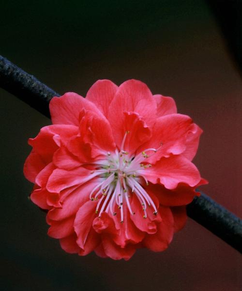 红叶碧桃花的花语是什么？红叶碧桃花有哪些寓意？