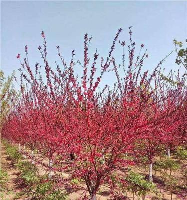 红叶碧桃花的花语是什么？红叶碧桃花有哪些寓意？