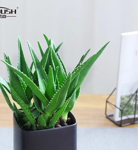 芦荟盆栽的风水寓意是什么？芦荟盆栽怎么摆放？