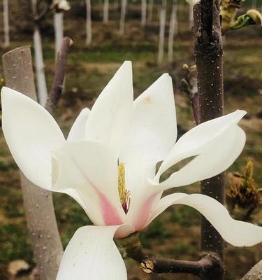 玉兰花象征着什么？玉兰花有哪些寓意？