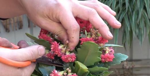 长寿花摘心的含义是什么？长寿花摘心有什么作用？