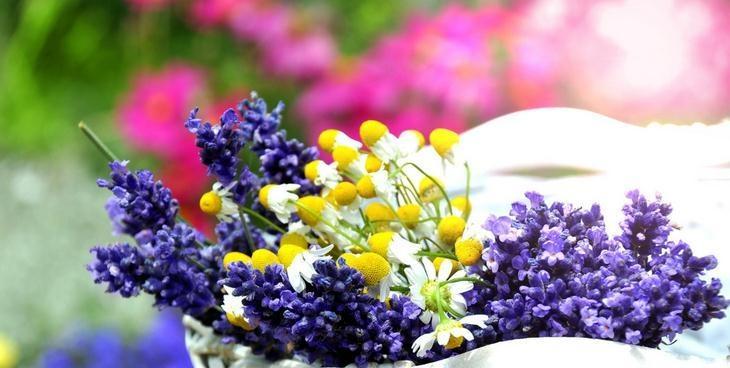薰衣草的花语大全是什么？薰衣草有哪些寓意？