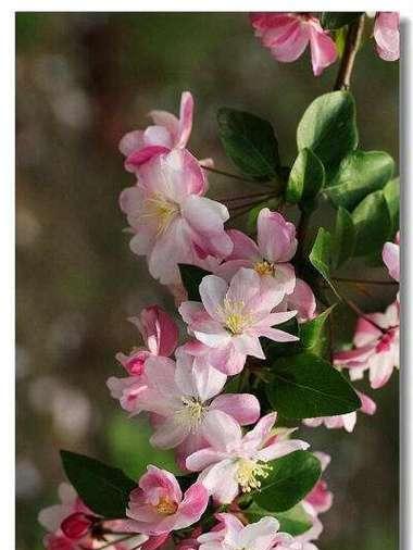代表思乡的花是什么？思乡的花语是什么？
