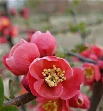 代表思乡的花是什么？思乡的花语是什么？