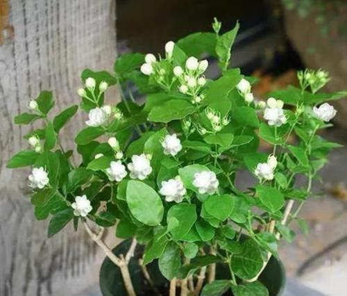 茉莉花的寓意是什么？茉莉花有哪些象征意义？