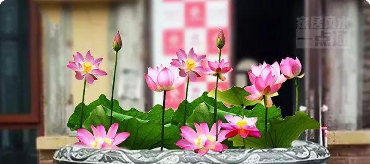 荷花的寓意是什么？荷花有哪些风水象征意义？