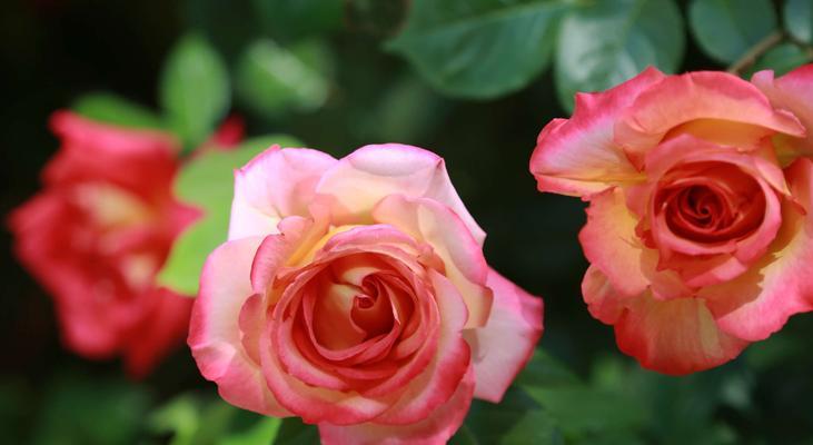 芙蓉月季的花语是什么？芙蓉月季有哪些寓意？