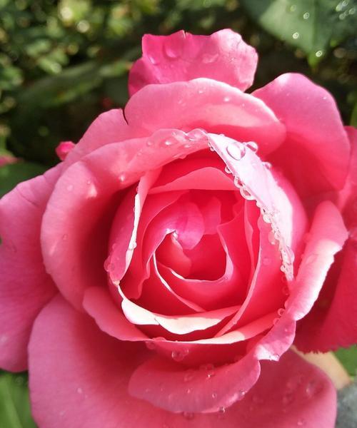 粉色月季花的花语是什么？粉色月季花有哪些寓意？
