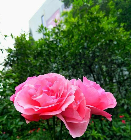 粉色月季花的花语是什么？粉色月季花有哪些寓意？
