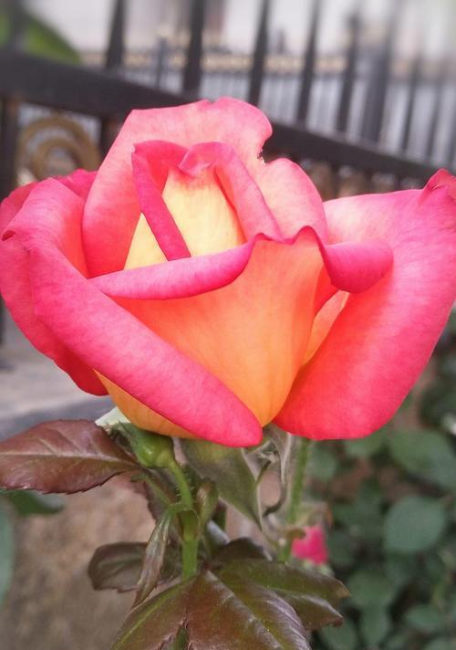 粉色月季花的花语是什么？粉色月季花有哪些寓意？