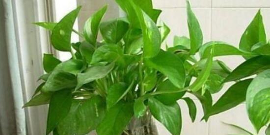 绿萝的花语是什么？绿萝有哪些寓意？