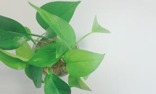 绿萝的花语是什么？绿萝有哪些寓意？