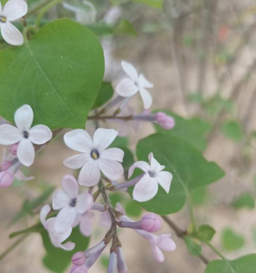五瓣丁香花的含义是什么？五瓣丁香花有哪些寓意？