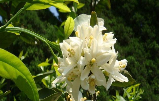 白兰花代表什么？白兰花的花语是什么？