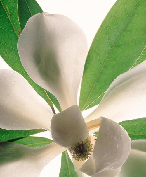 白兰花代表什么？白兰花的花语是什么？