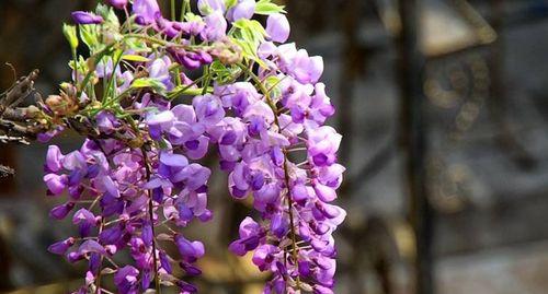 紫藤花的花语是什么？紫藤花有哪些寓意？