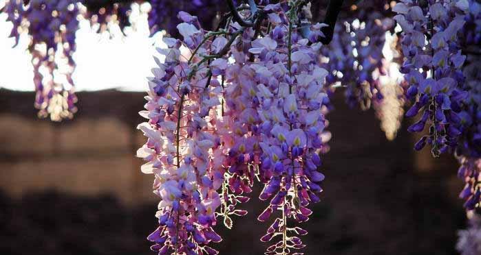 紫藤花的花语是什么？紫藤花有哪些寓意？